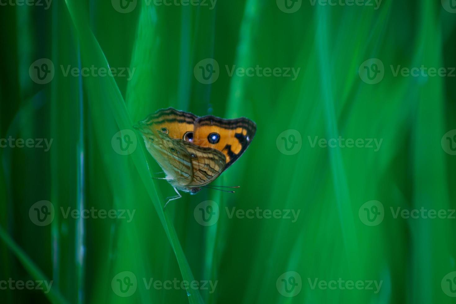 gele vlinder op groen rijstblad op zonnige ochtend foto