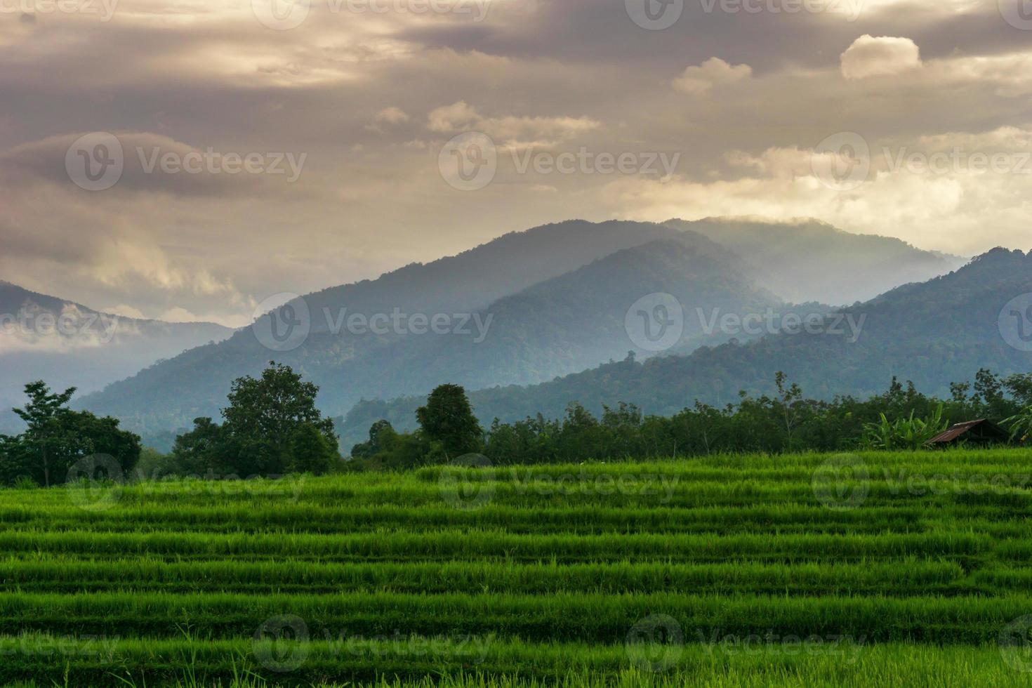 Indonesisch ochtendlandschap in groene rijstvelden foto
