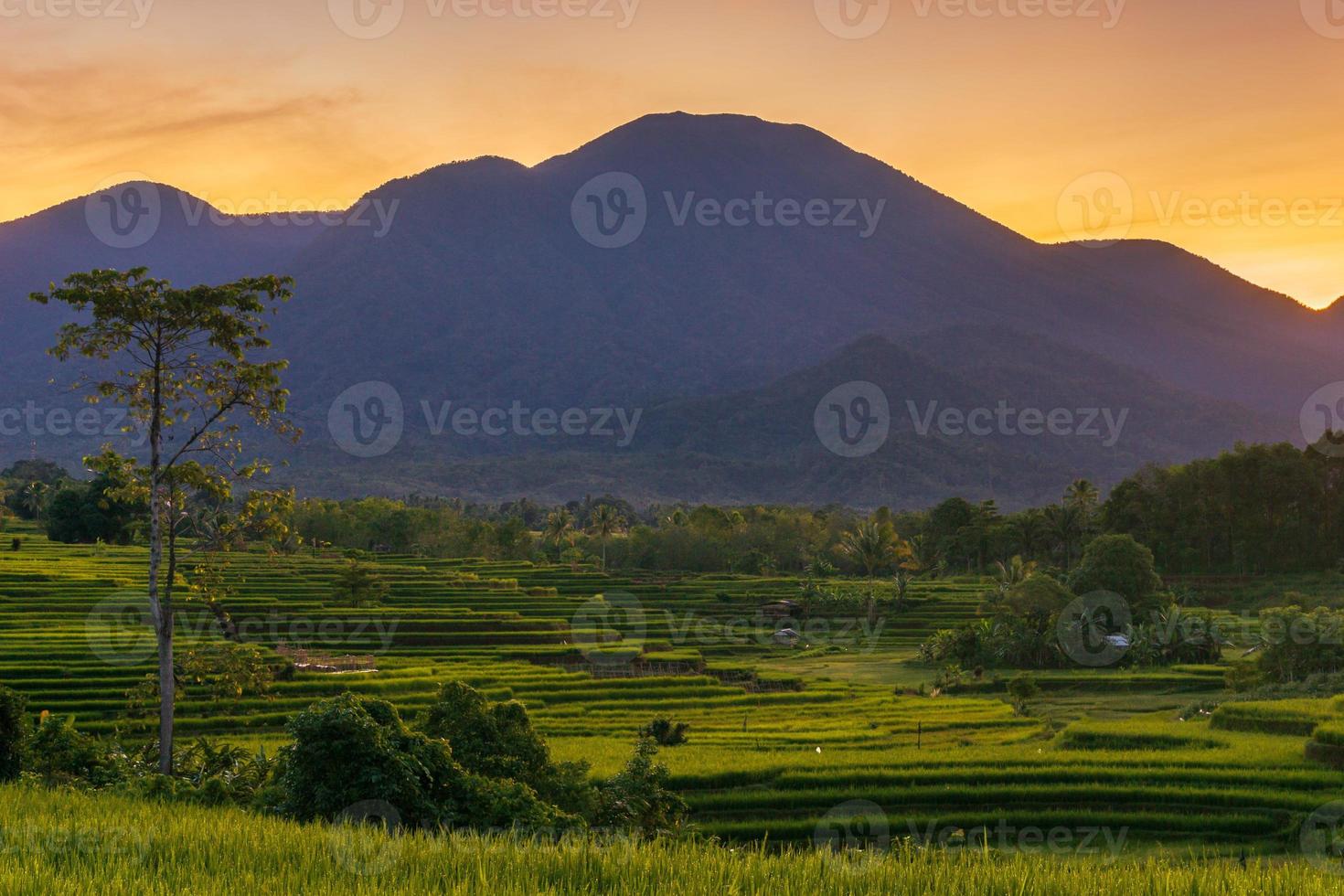 panorama van de natuurlijke schoonheid van Azië. weids uitzicht over groene en terrasvormige rijstvelden foto