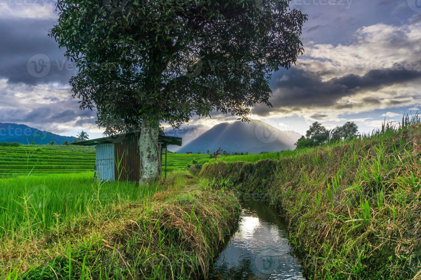 mooi ochtendpanorama in de groene rijstvelden onder de Indonesische bergen foto