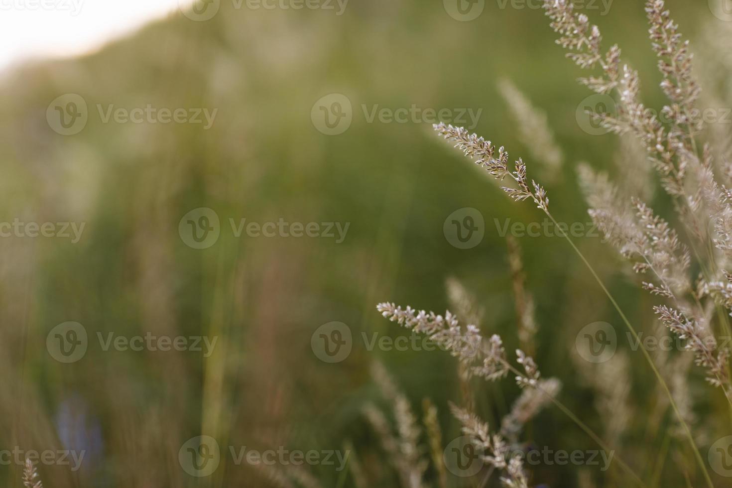 selectieve zachte focus van droog gras, riet, stengels die in de wind waaien bij gouden zonsonderganglicht, horizontale, wazige heuvels op de achtergrond, kopieer ruimte. natuur, zomer, grasconcept foto