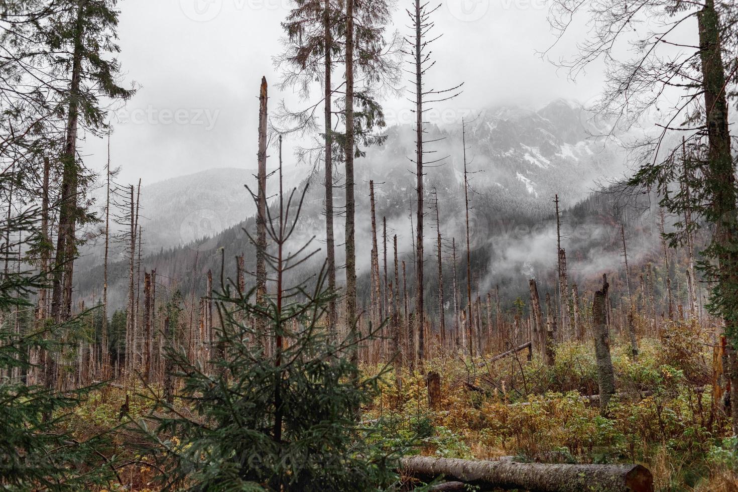 herfstzicht, geelgroene bomen en met sneeuw bedekte bergen. morske oko, polen, europa foto