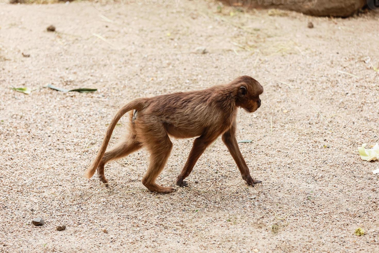 kleine schattige makaak aap wandelen in het natuurpark. selectieve aandacht. dierlijke achtergrond, behang foto