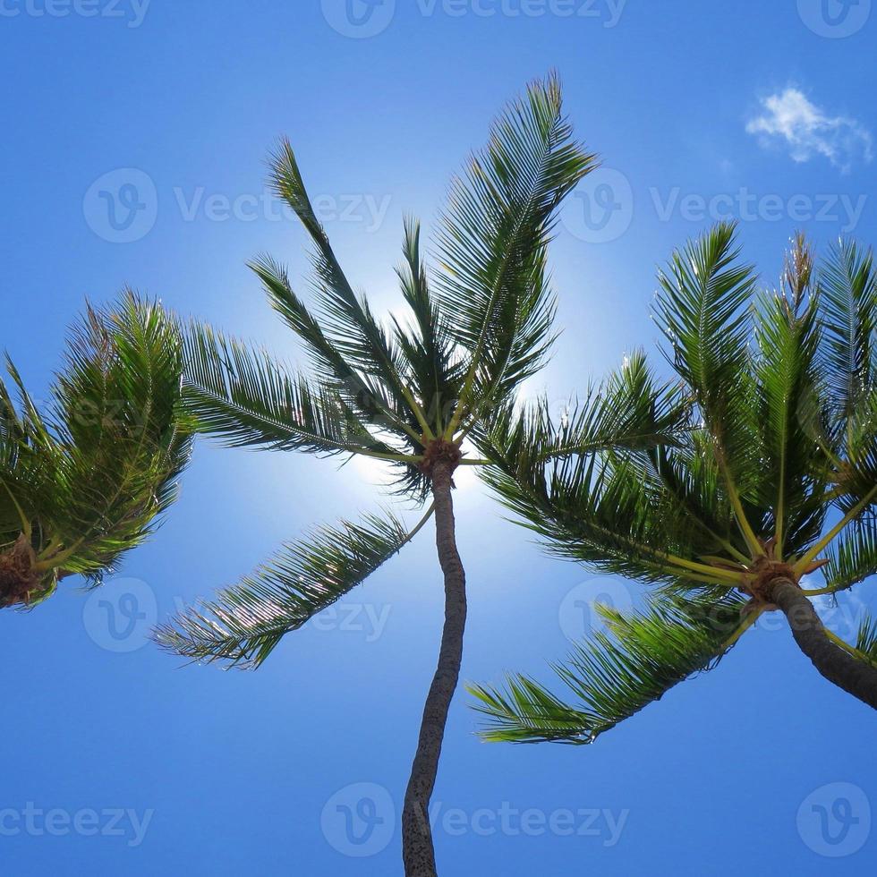palmbomen in de lucht in hawaï foto