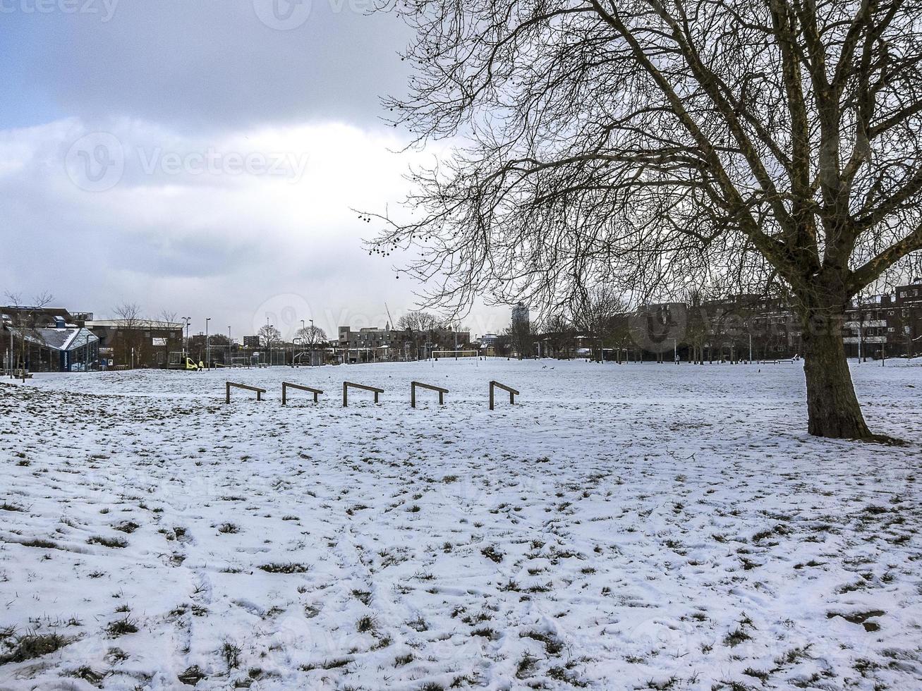 bomen en vegetatie in de winter op sneeuw in een parc foto