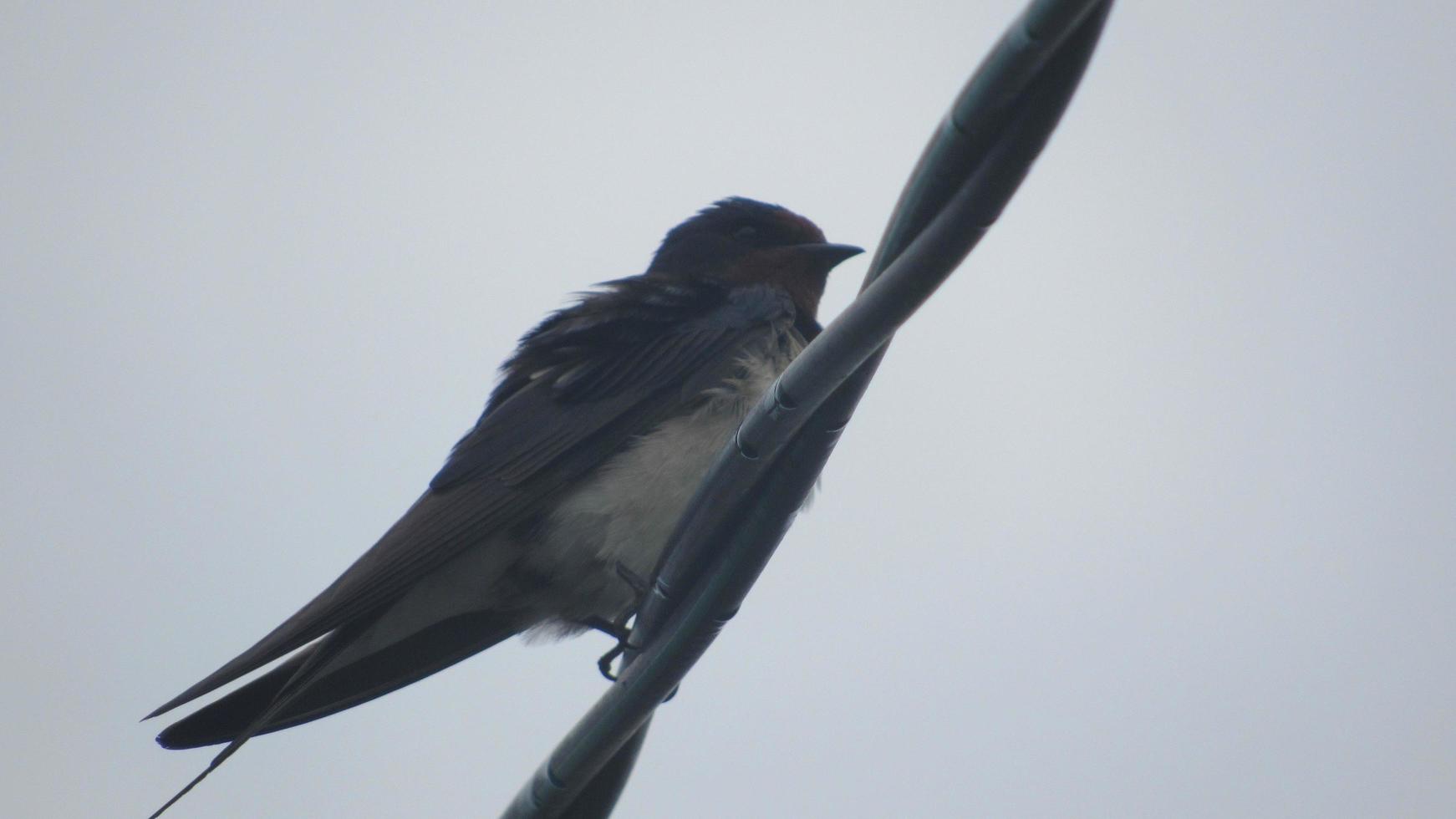 slikken op een tak. wilde vogel foto