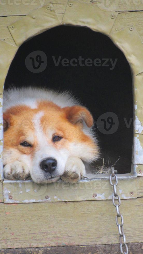 een hond in een hokje. mooi portret van een rode hond. close-up foto van een hond