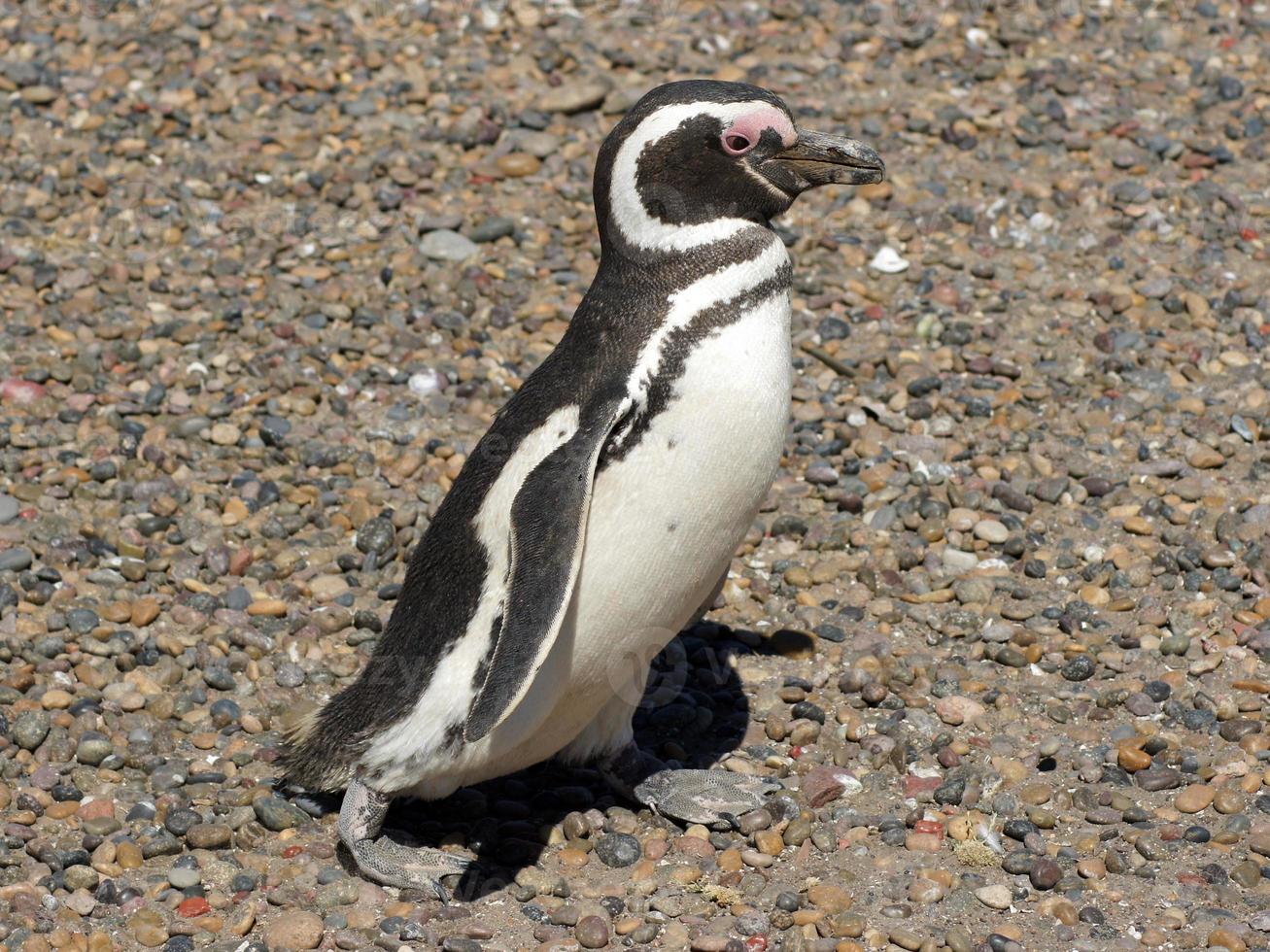 magelhaenpinguïn, argentinië foto