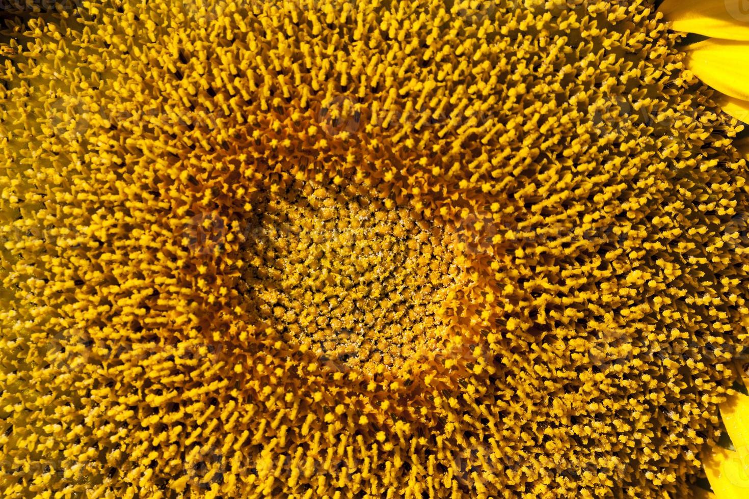 zonnebloemen tijdens de bloei bij zonnig weer foto
