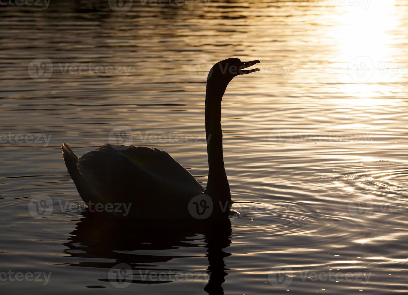 lente op het meer met een eenzame zwaan foto