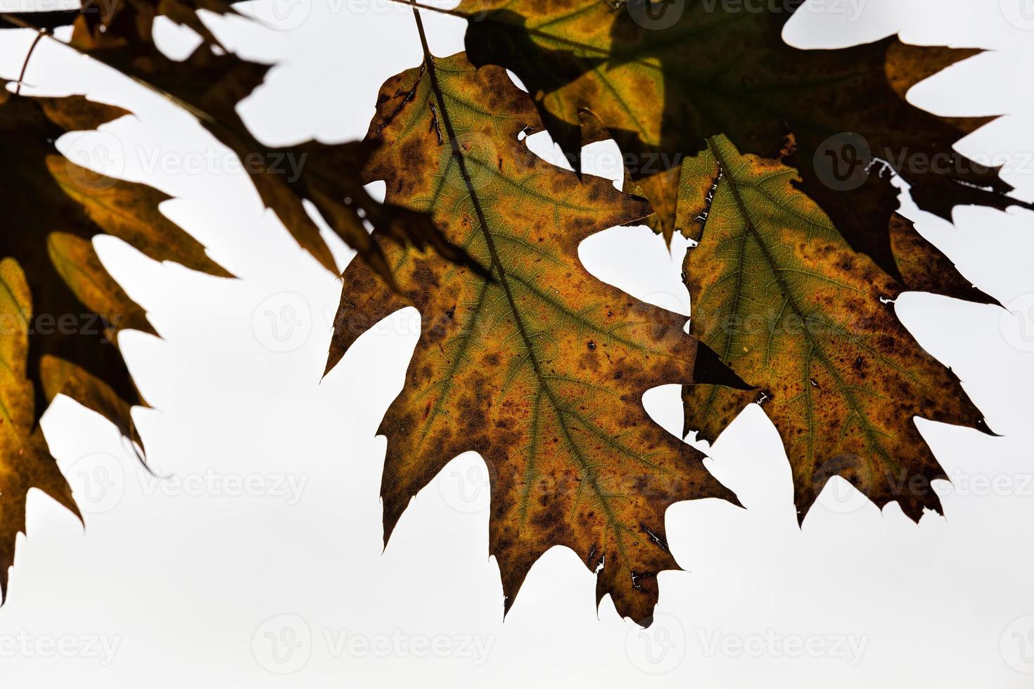 veranderende kleur eiken in het herfstseizoen foto