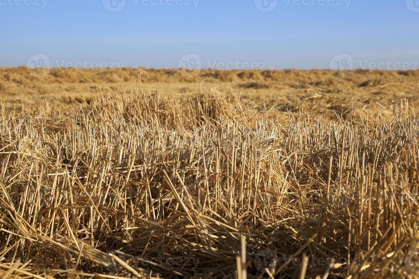 landbouwveld met granen foto