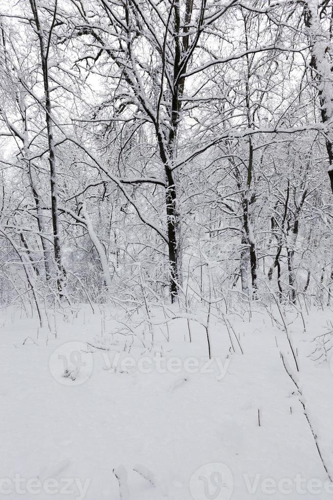 bomen in het winterseizoen op het grondgebied van het park foto