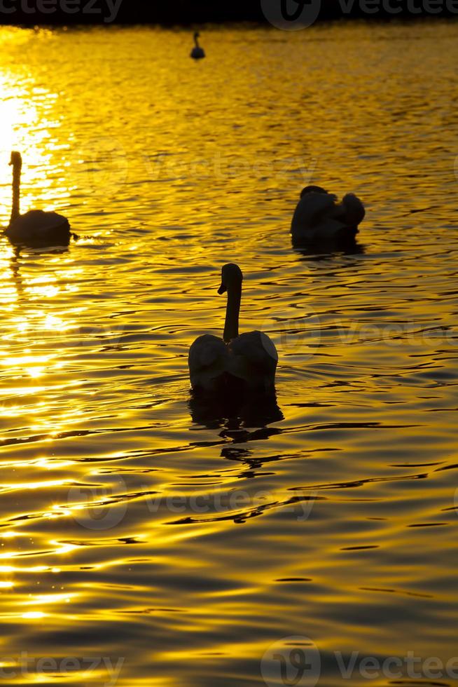 witte zwaan drijvend op het meer foto