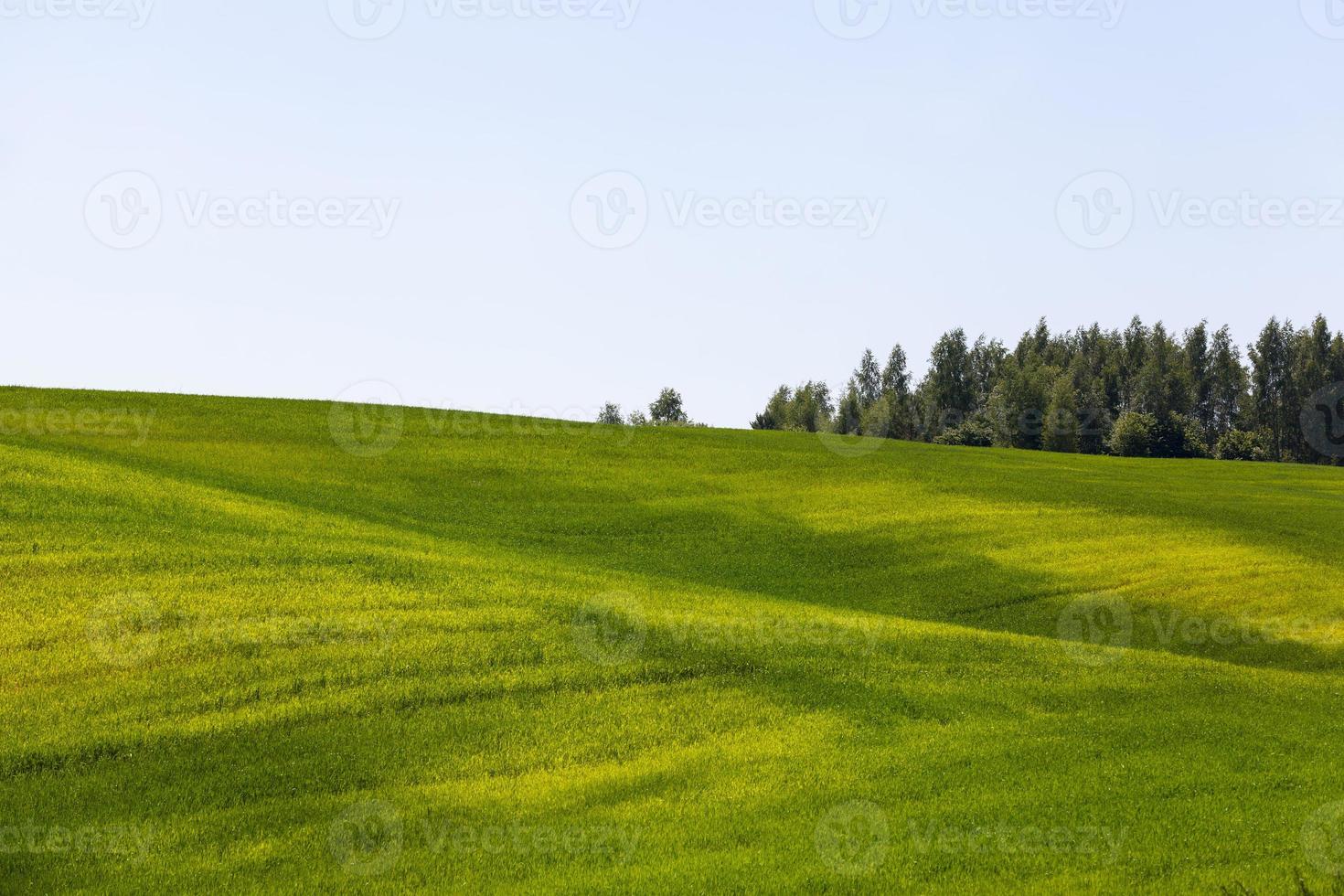 groene granen zijn onvolwassen in een landbouwveld foto