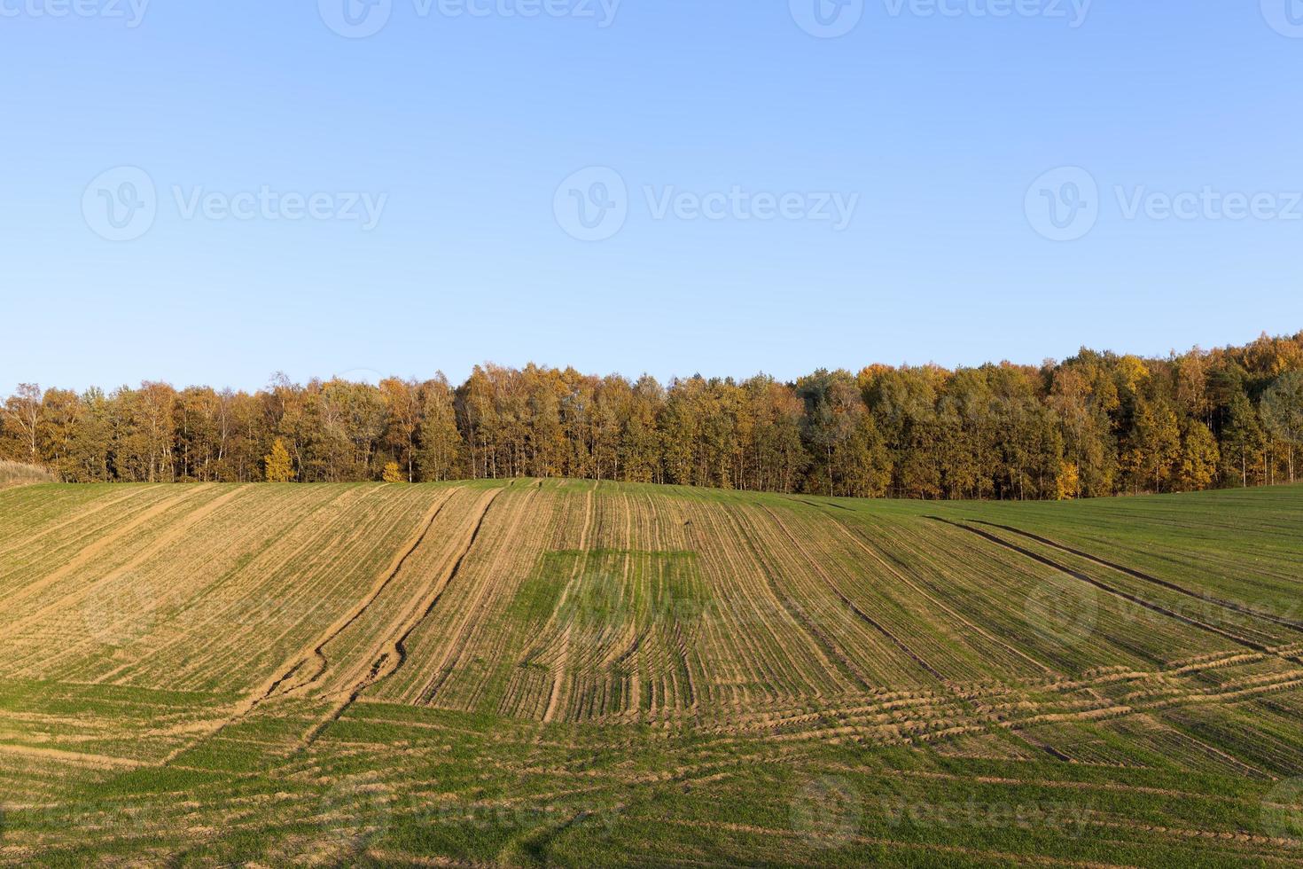 herfstboom met gebladerte foto