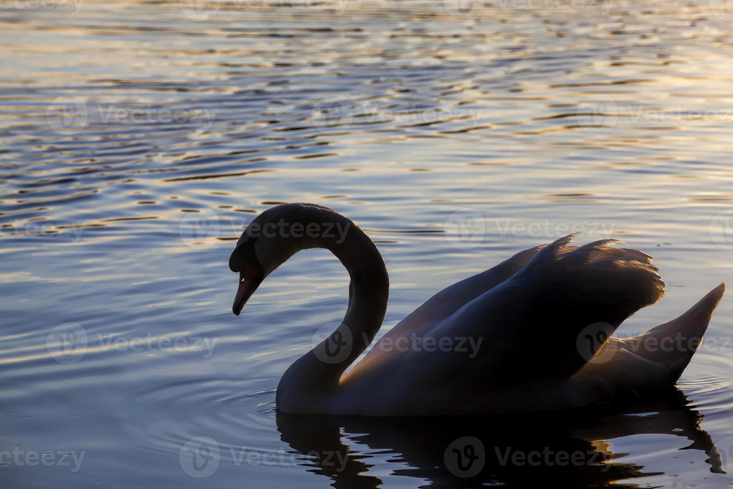 drijvend bij zonsondergang een zwaan foto