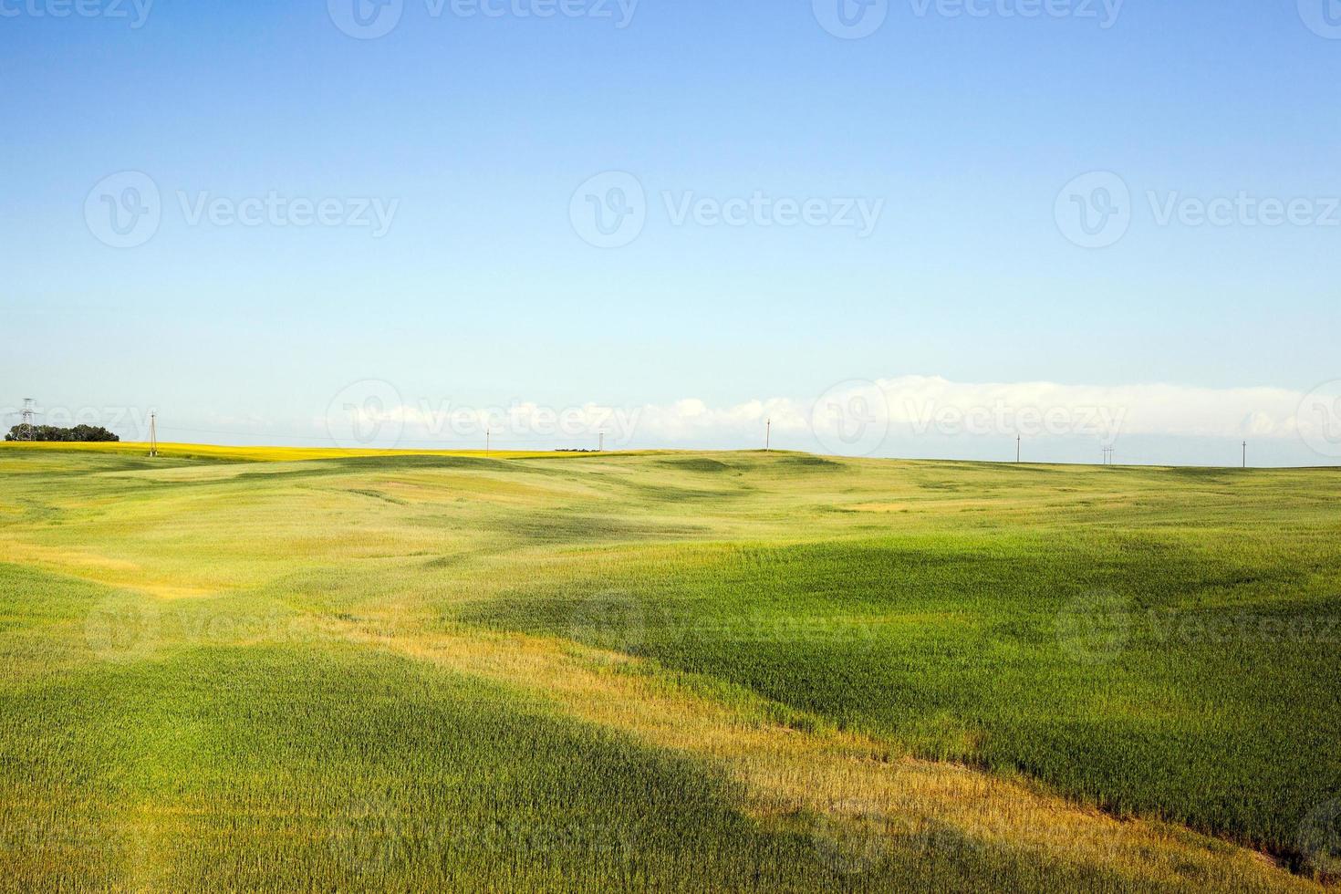 groen veld en lucht foto