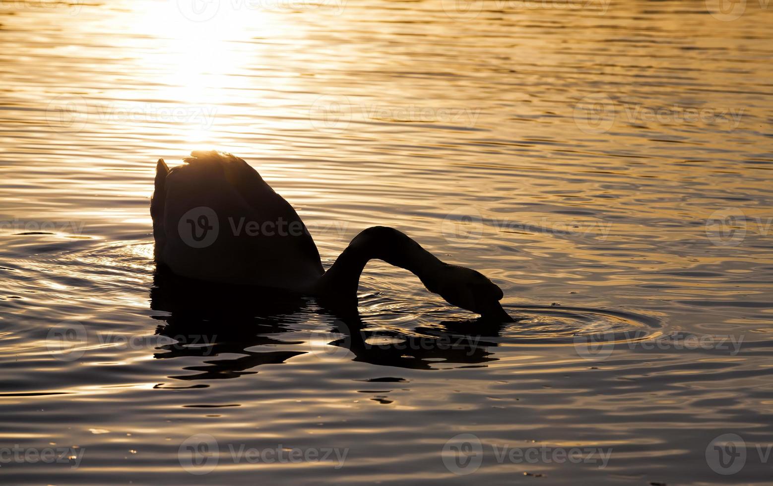 lente op het meer met een eenzame zwaan foto