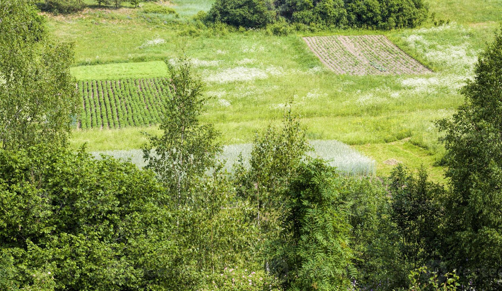 landbouw en landbouw voor de teelt van granen foto