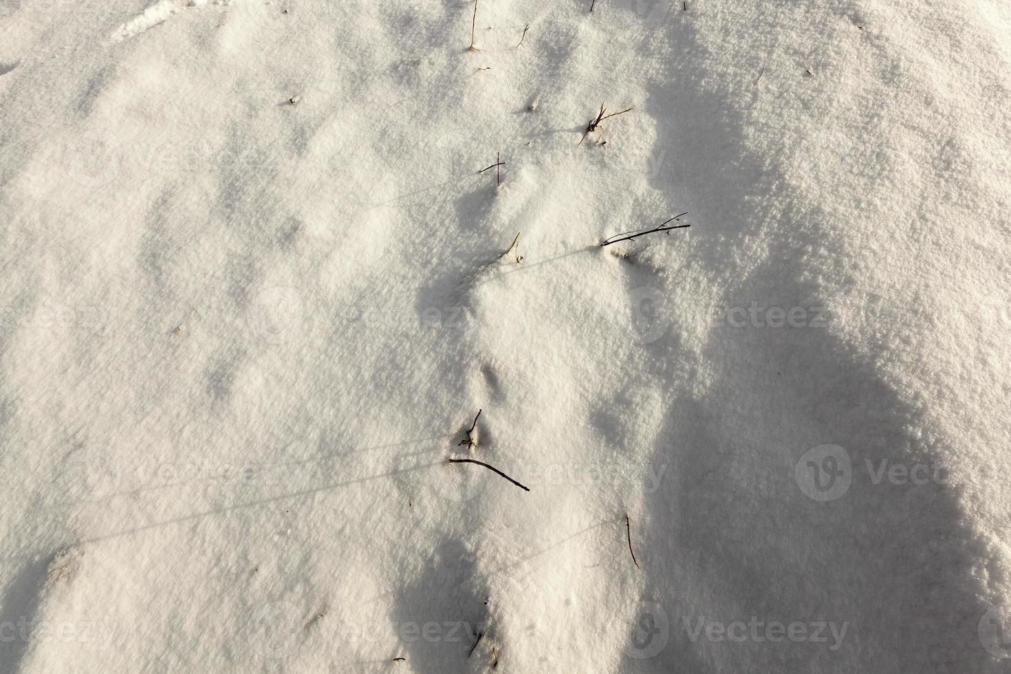 sneeuw bedekt veld foto