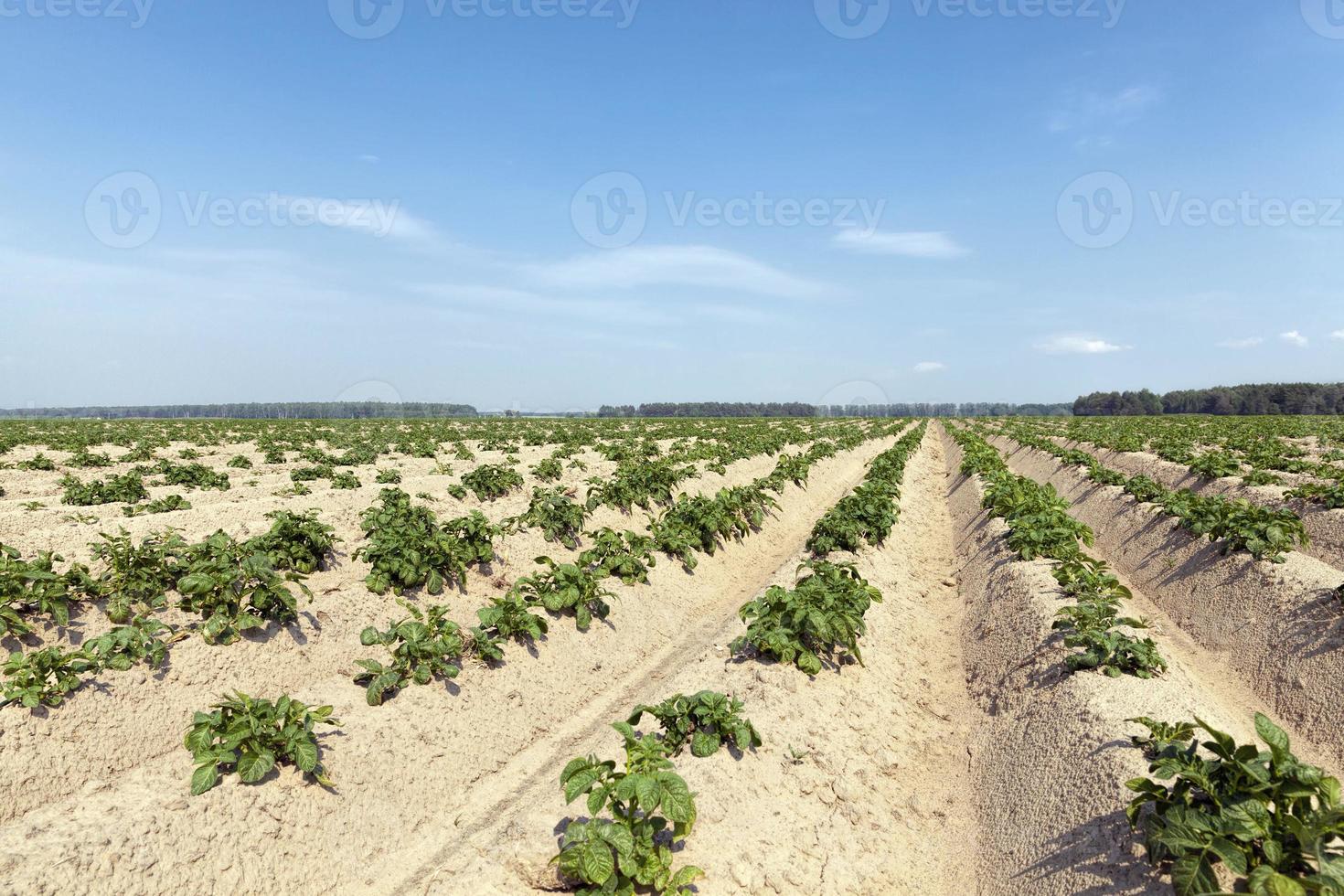 een landbouwveld waar aardappelen worden verbouwd foto