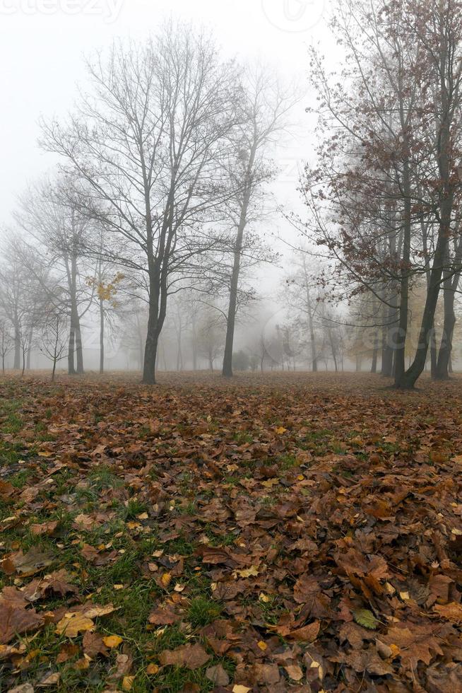 mist in het herfstseizoen foto
