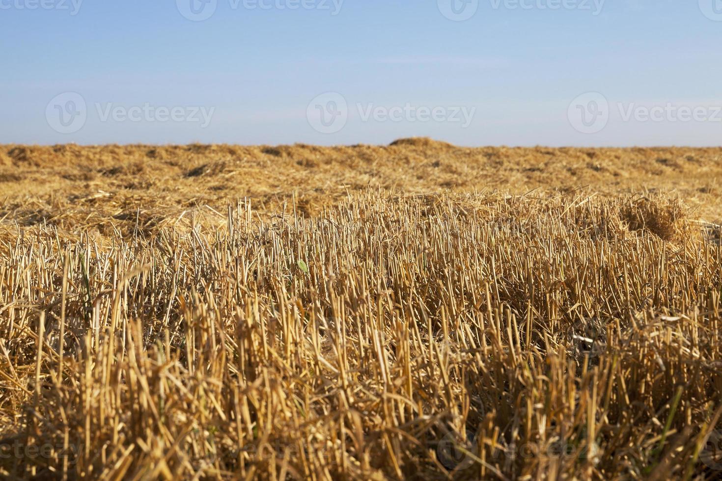 rijpe gele granen foto