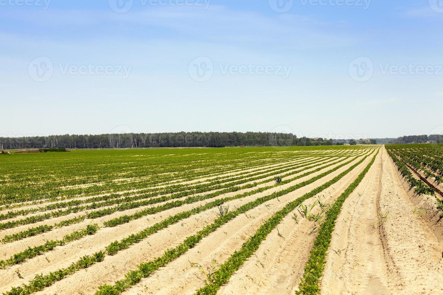 veld met wortel foto