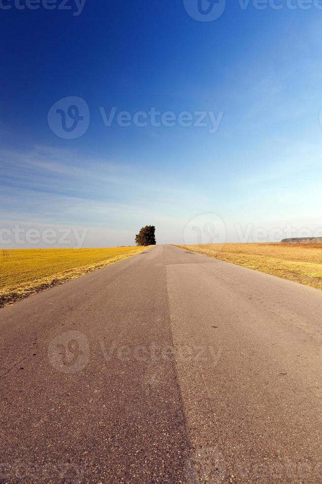 landelijke weg, boom foto