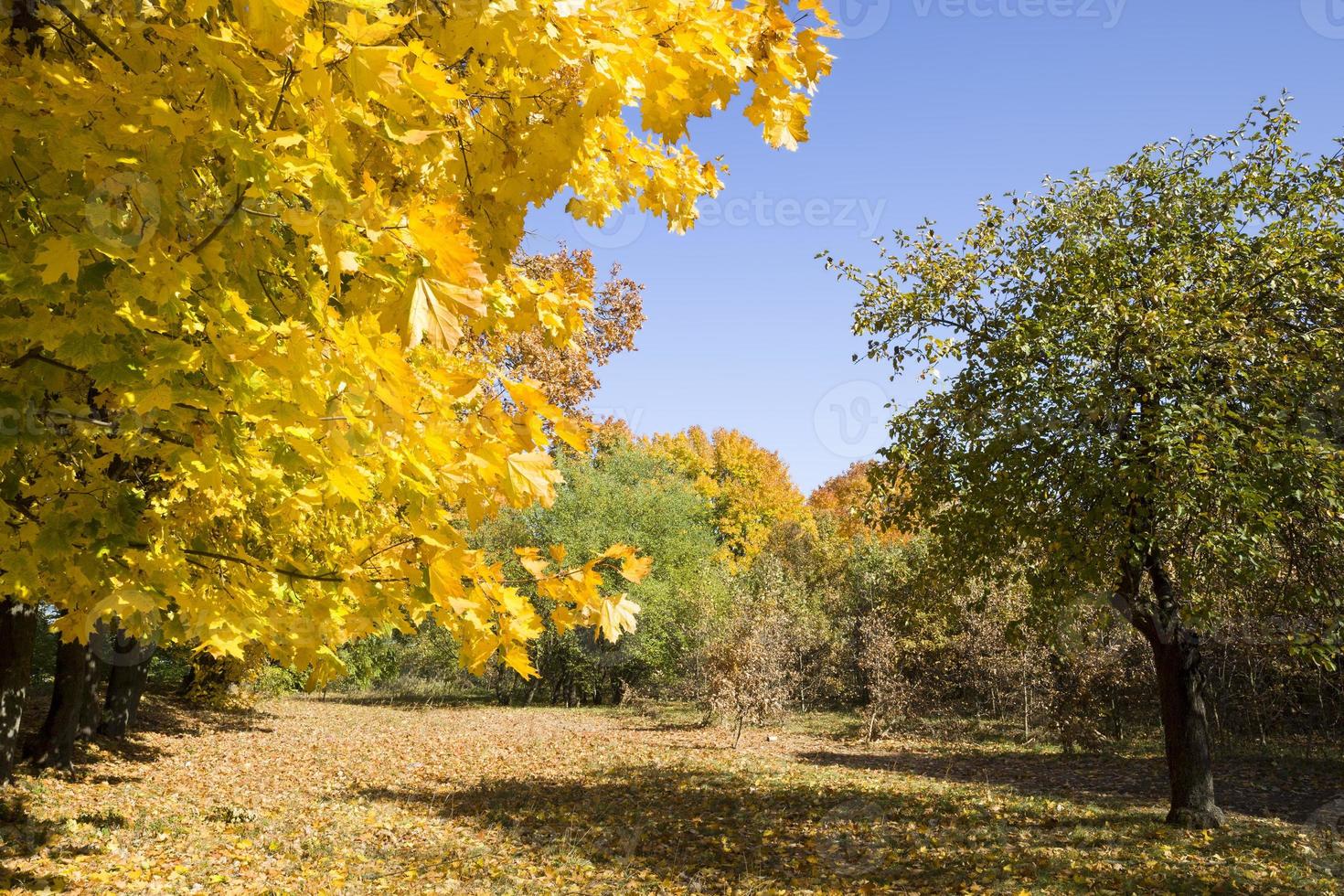 vergeelde bomen, park foto