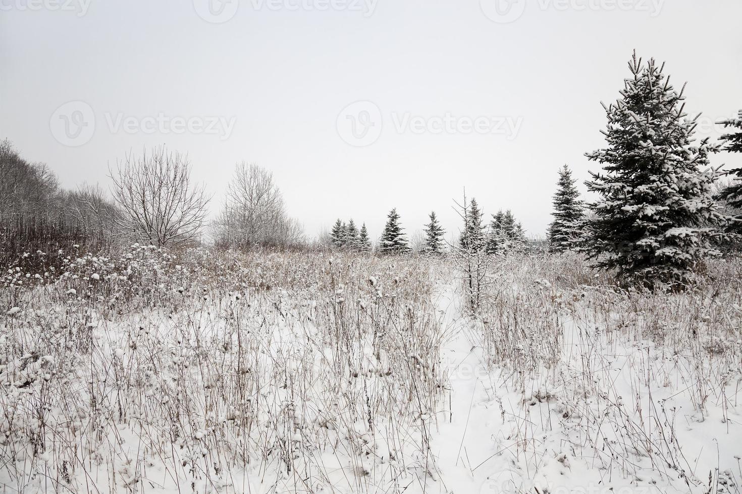 bomen in de winter - de bomen bedekt met sneeuw, groeiend in een winterseizoen foto