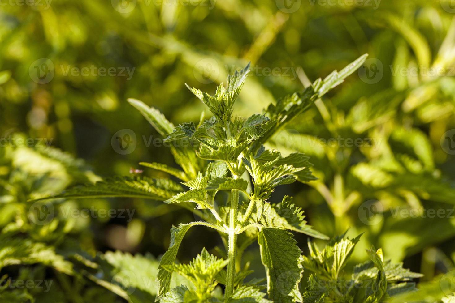 groene brandnetel close-up foto