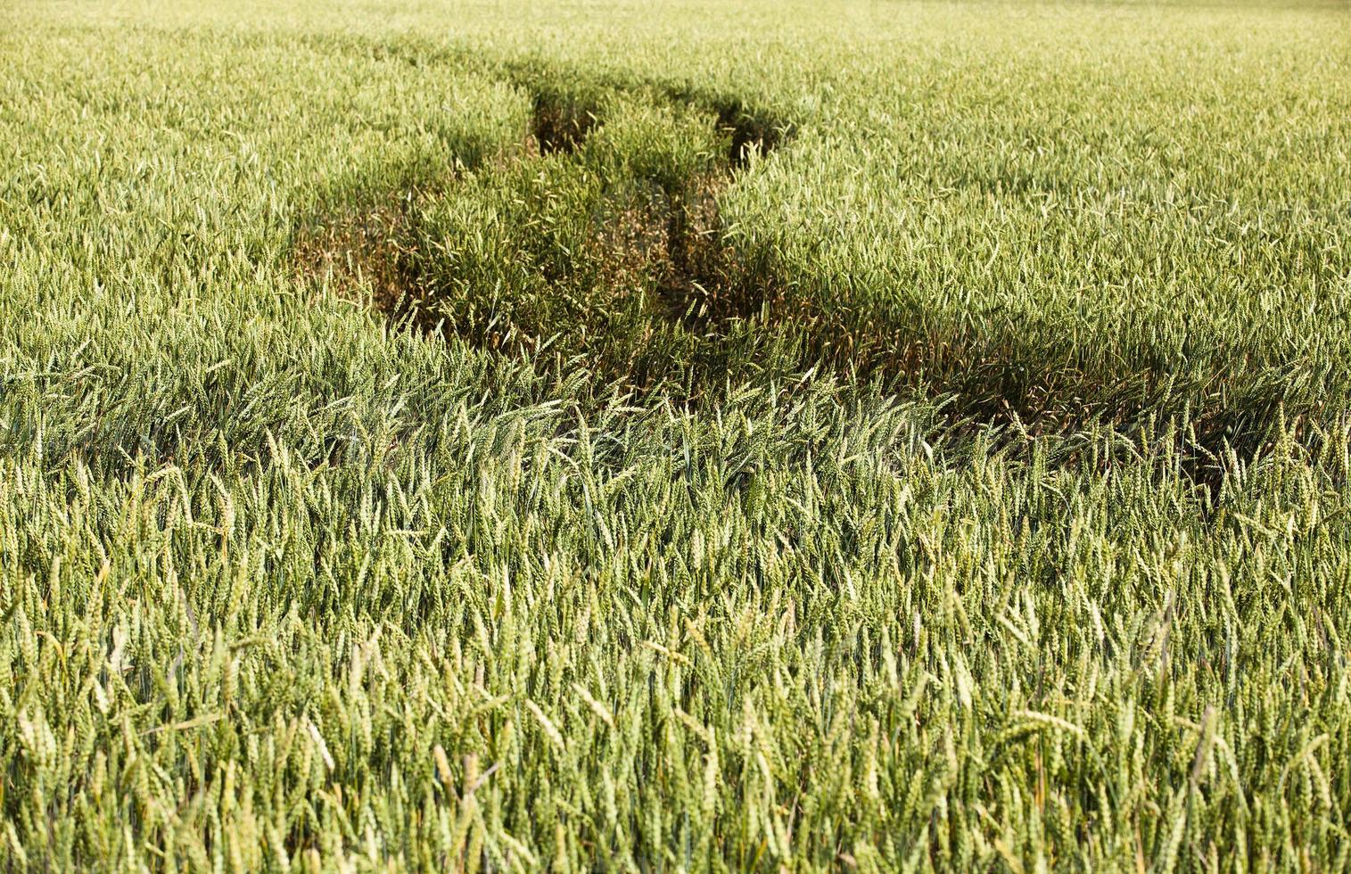 landbouwgebied close-up foto