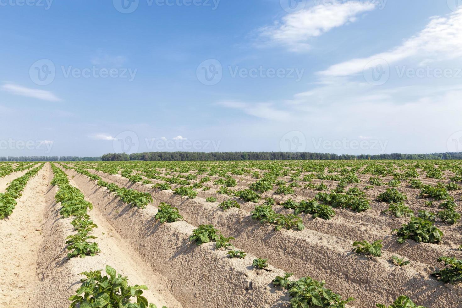 een landbouwveld waar aardappelen worden verbouwd foto