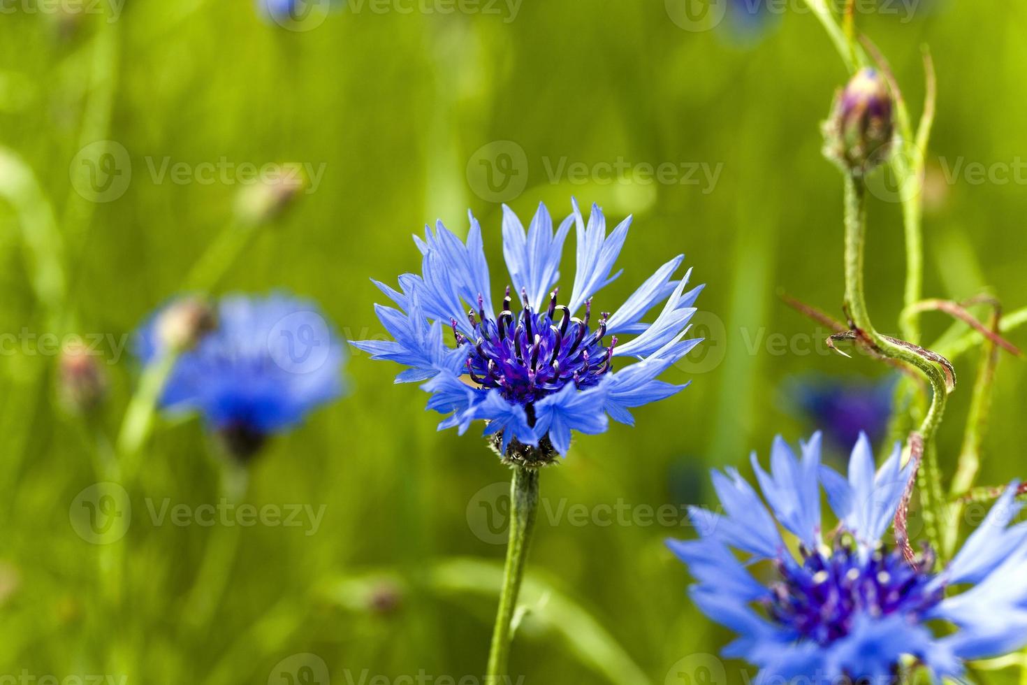 blauwe korenbloem. lente foto