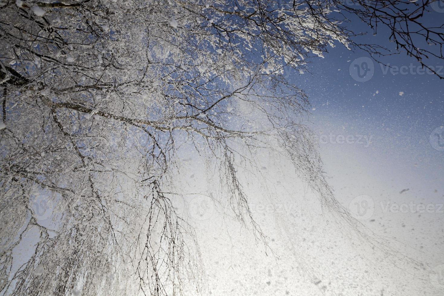 besneeuwde en rijp berk foto