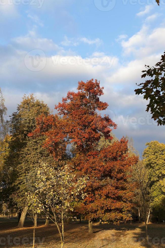 herfst in het park foto