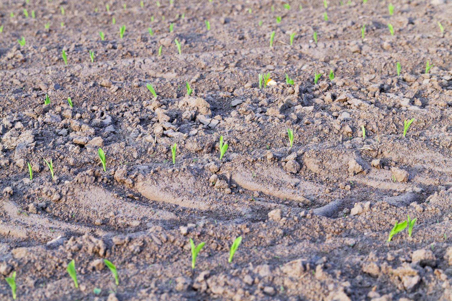 groene maisstengels foto