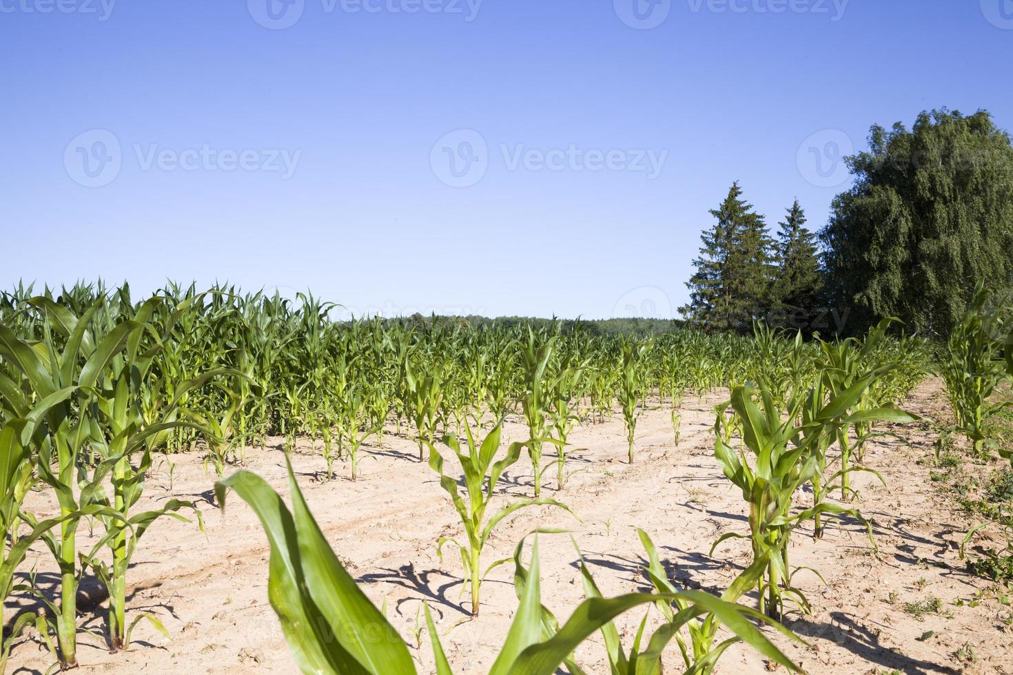 landbouwgebied met groene onrijpe maïs foto