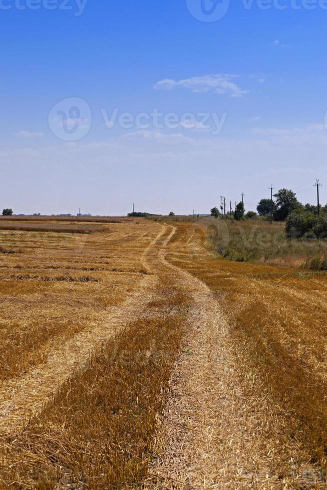 landbouw fild en weg foto