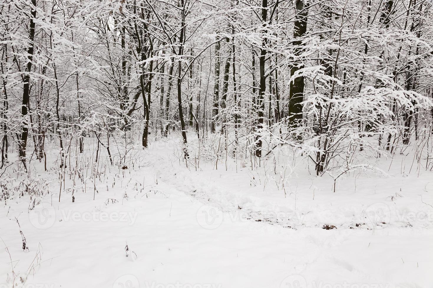 winter bomen close-up foto