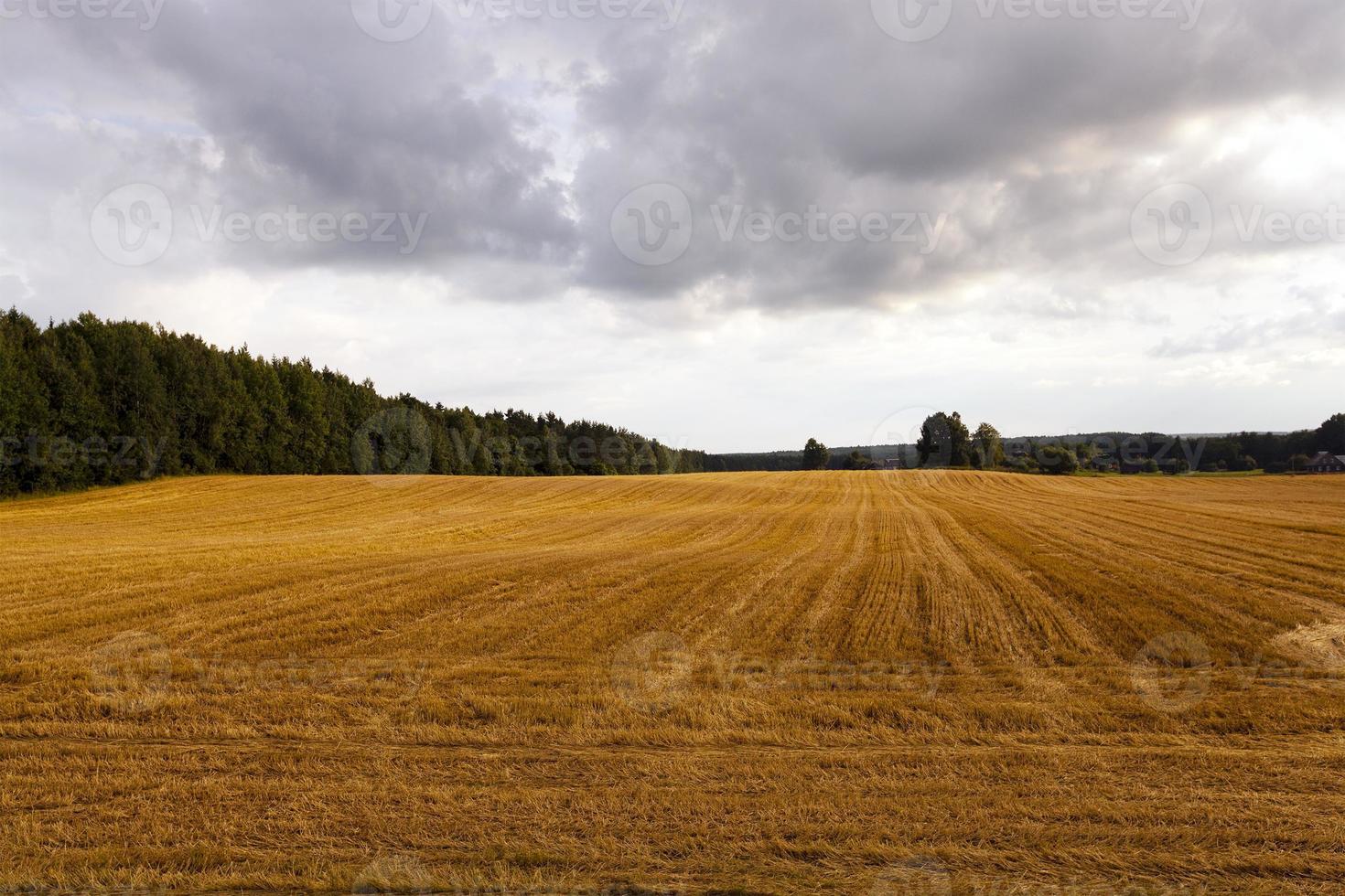 bewolkt weer -, veld foto