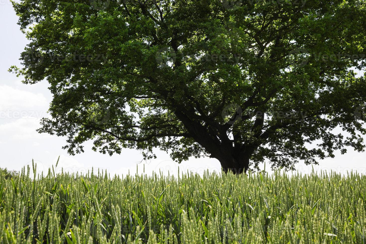 eiken groeien in een veld foto