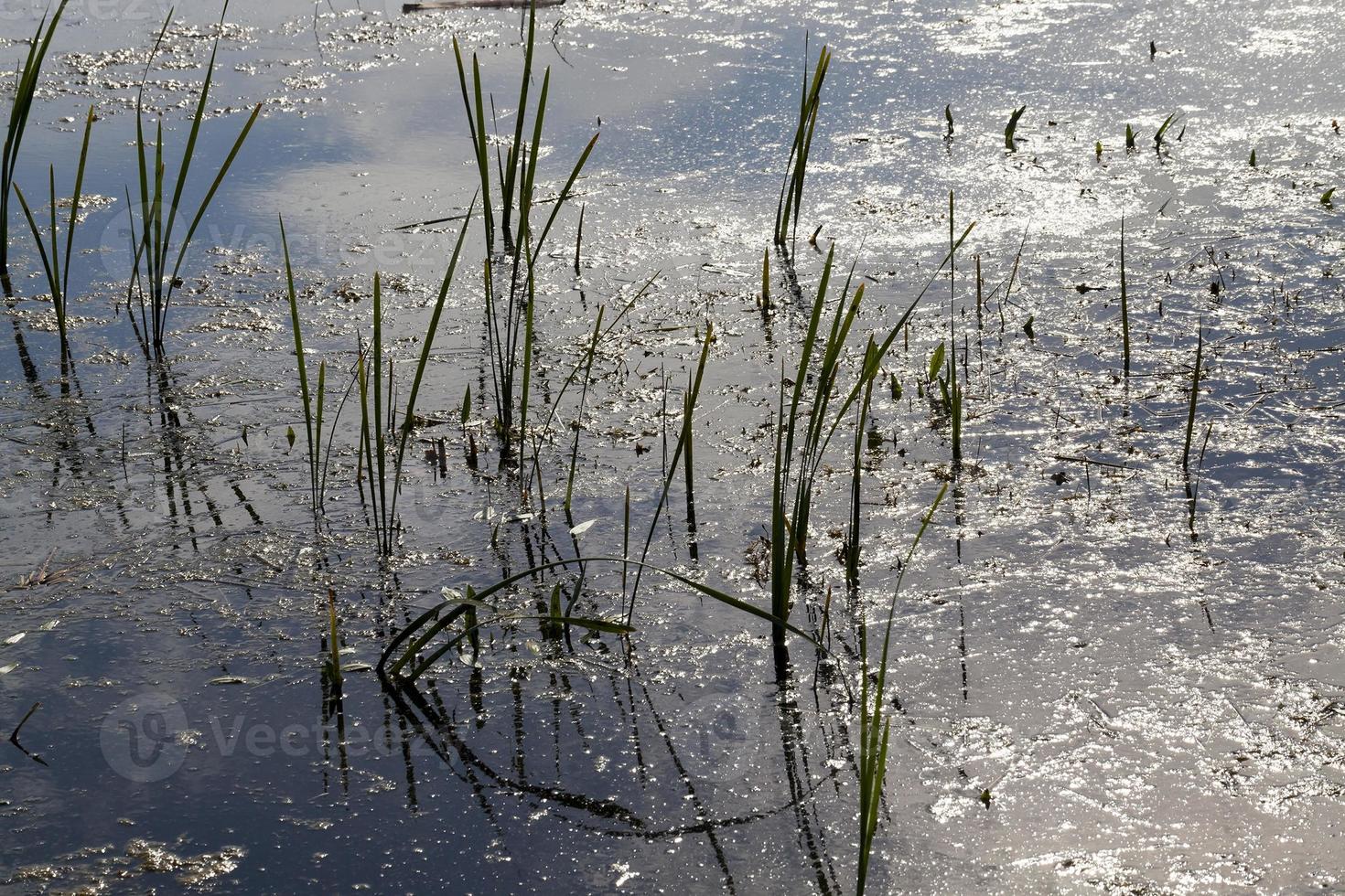 gras, close-up foto