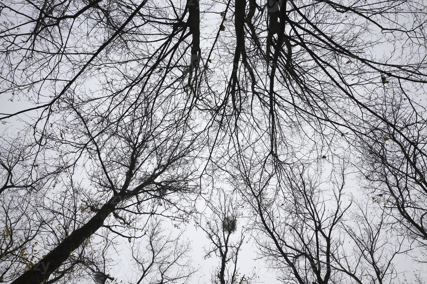 verschillende loofbomen foto