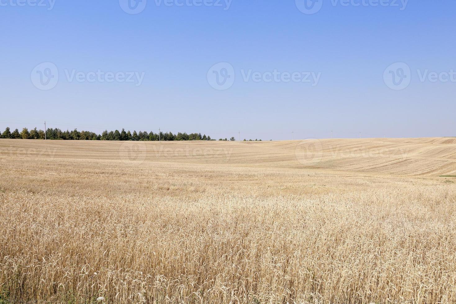 landbouwgebied met tarwe foto