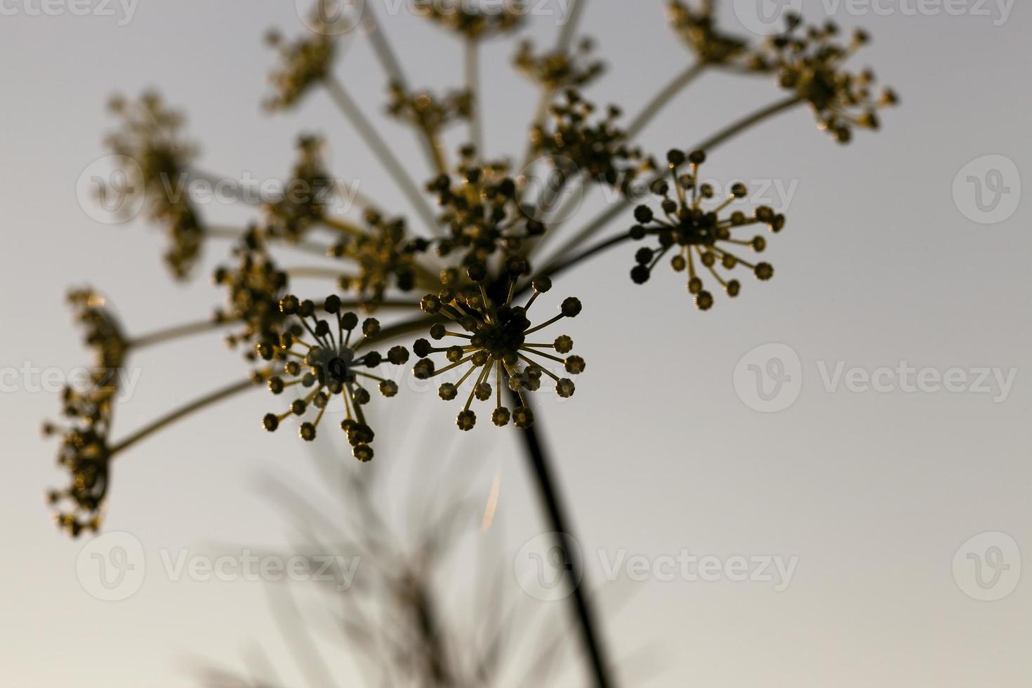 groene paraplu dille foto