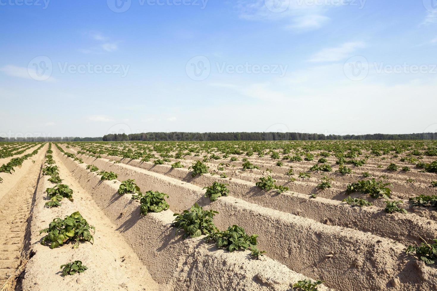 landbouw, aardappelveld foto