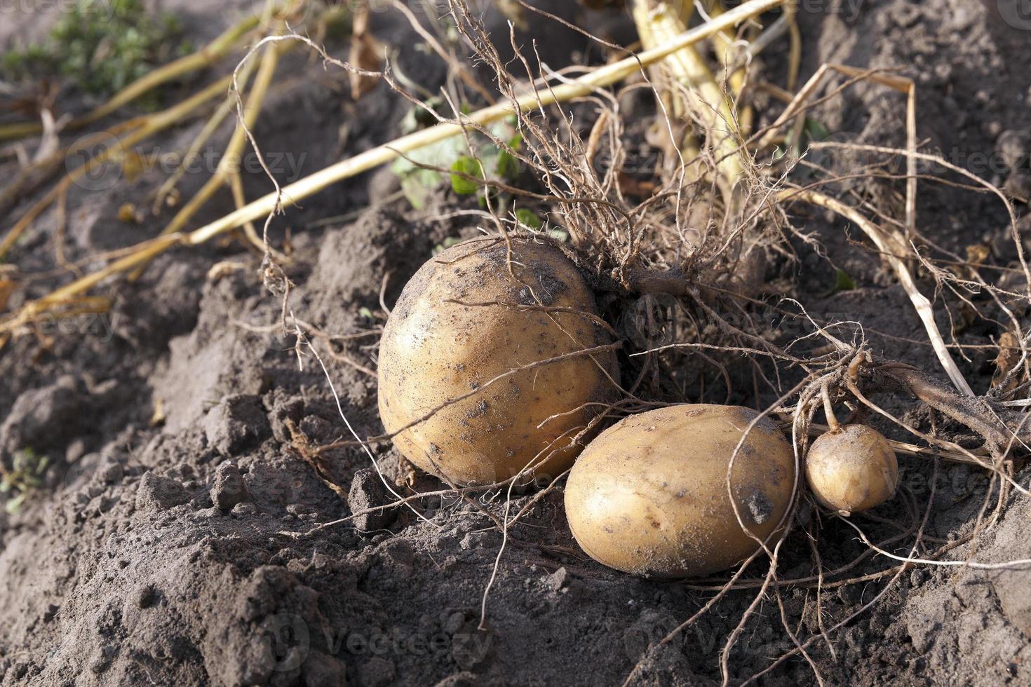 aardappelen op de grond foto